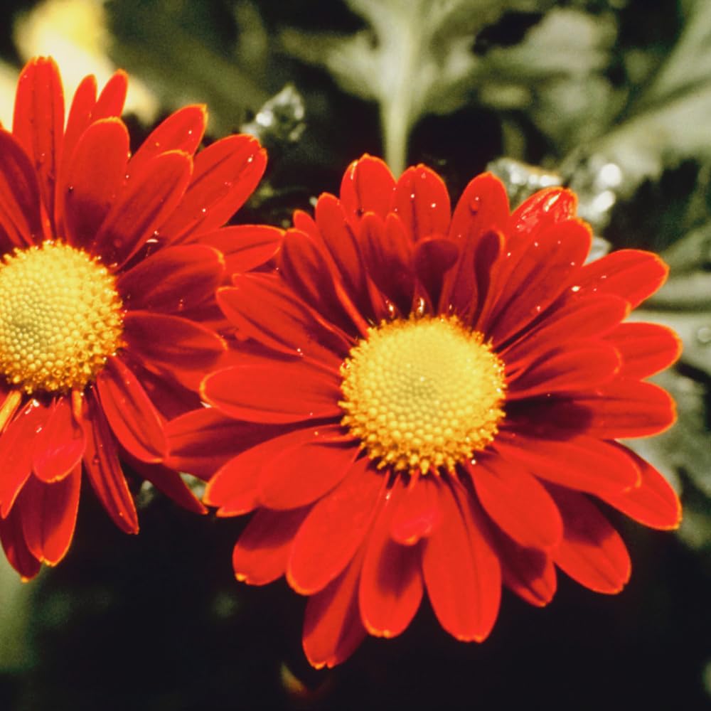 2 Red Mums Plants Live, Chrysanthemum Plants Live, 5 to 6 Inc Tall, Chrysanthemum Flower Live Plant Gardening Indoor Outdoor Mum Live Plant