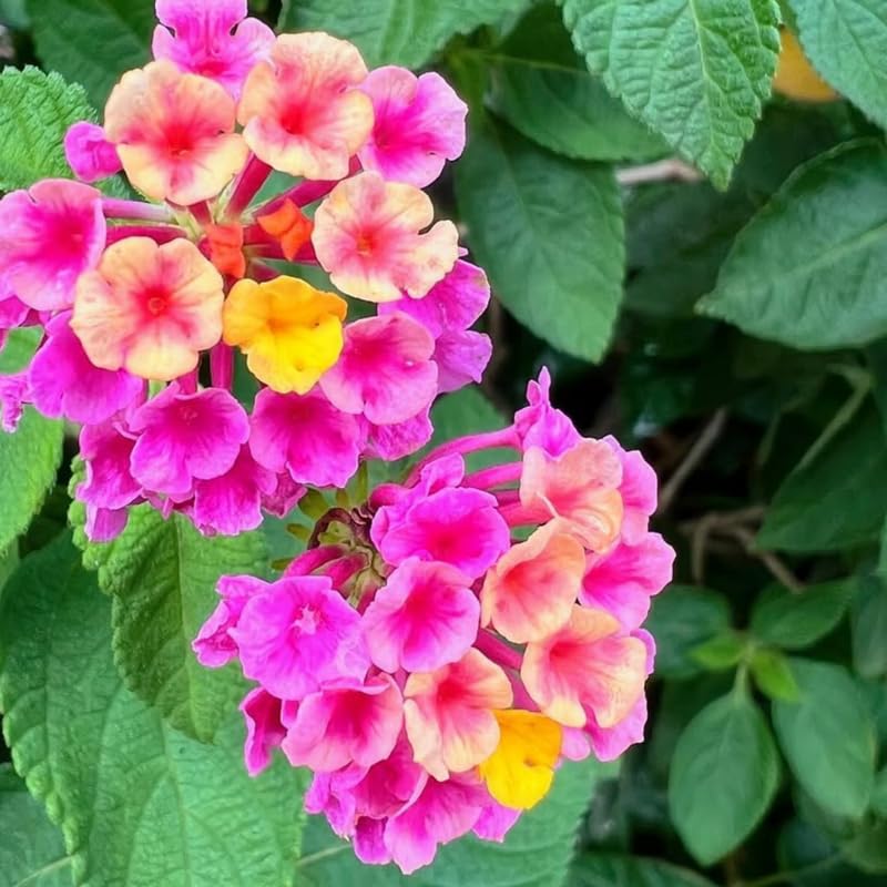 2 Pink Lantana Plants Live, Colorful Perennial, Long-Blooming and Very Hardy, Size 5 to 12 Inches in Tall, Well-Rooted, Outdoor Planting