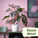 Pink Philodendron Plant Live, Rare Tropical Variegated Live Indoor Houseplant, Starter Plants No Pot, 5-9" in Tall