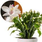 True Thanksgiving Cactus Plant Live in 4" Pot, Ready to Bloom, Holiday Christmas Cactus Plants Live, Vibrant Blooms (Random Single Color)
