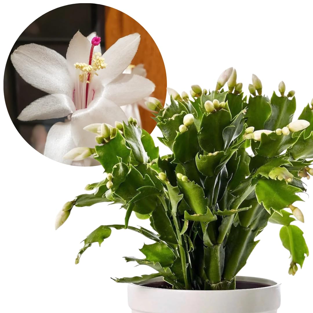 True Thanksgiving Cactus Plant Live in 4" Pot, Ready to Bloom, Holiday Christmas Cactus Plants Live, Vibrant Blooms (Random Single Color)
