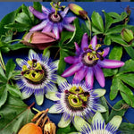 Pack 2 Passion Flower Plants Live, Passiflora Vine Well-Rooted, 5-7 Inch Tall Climbing Vine for Garden Trellises and Fences, No Pot (Mix Passion Flower)