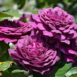 Purple Climbing Rose Live Starter Plant, Fragrant Purple Rose Ready to Plant, Climbing Rose for Planting Outdoor, No Pot, 1 Year Old Rose Plant