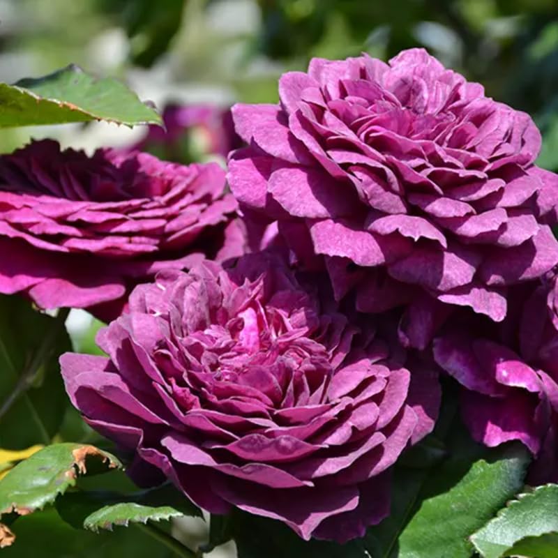Purple Climbing Rose Live Starter Plant, Fragrant Purple Rose Ready to Plant, Climbing Rose for Planting Outdoor, No Pot, 1 Year Old Rose Plant