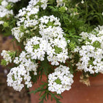 2 White Verbena Plants Live, Perennial Ground Cover or Trailing Bushes Shrubs, 5-9 Inches Tall, Verbena Flower for Planting