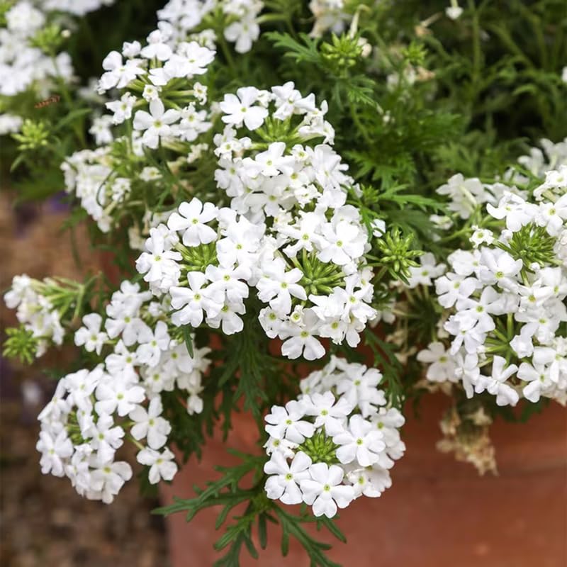 2 White Verbena Plants Live, Perennial Ground Cover or Trailing Bushes Shrubs, 5-9 Inches Tall, Verbena Flower for Planting