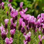 Set 2 Lavender Plants Live, Lavandula Perennial Flower Plants Indoor Outdoor, Well Rooted 4 to 8 Inch Tall to Grow (Spanish Lavender)