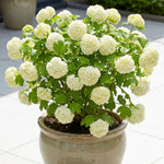 Snowball Viburnum Plant, White Viburnum Plant, 10-12 Inches Tall, Snowball Bush for Outdoor Garden