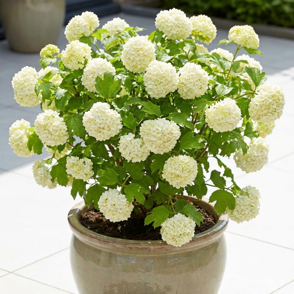 Snowball Viburnum Plant, White Viburnum Plant, 10-12 Inches Tall, Snowball Bush for Outdoor Garden