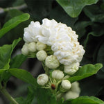 2 Grand Duke of Jasmine Plants Live, Blooming Jasmine Live Plants, 5 to 7 Inches Tall