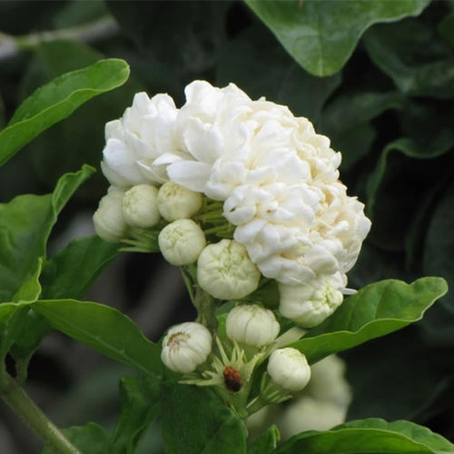 2 Grand Duke of Jasmine Plants Live, Blooming Jasmine Live Plants, 5 to 7 Inches Tall