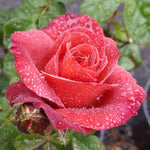 Rose Plant Live, Hybrid Tea Rose Bush Live Plant, 5-9 Inch Tall, Fragrant Flowers Shrub Ready to Plant Outdoor, No Pot, Well-Rooted (Hot Rose)