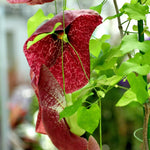 2 Dutchman Pipe Climbing Vines Plants Live, Rare Ornamental Vine, Hardy Tropical Foliage Flowers, 6 Months Old Plants
