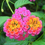 4 Colorful Perennial Lantana Trees Live Plants, Pink Blooms, Hardy and Long Blooming Seasons, Fragrant, 5-10" in Tall, Full Sun Growing