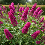 AVERAR 3 Buddleia Butterfly Bush Live Plant Ready to Plant Outdoor, Raspberry Blooms, Starter 5 to 9 Inches Tall, Cold Hardy and Fragrant, Zones 5-9