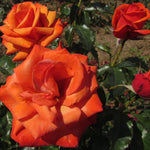 Rose Live Plant for Planting, Rose Bush Ready to Plant, 5-8 Inch Tall, Fragrant Rose Flowers (Red Orange)