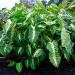 Elephant Ear Plants, Rare Colocasia Plant Live, Perennial Esculenta Taro Alocasia 4-8 Inch Tall, Indoor Outdoor Garden (Sunrise)