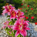 3 Pink Lily Bulbs for Planting, Lilies Flowers Bulbs for Gardening Indoors Outdoors, Large Bulb