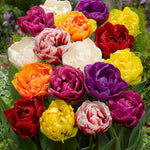 Tulip Bulbs for Planting, 20 Tulip Bulbs Mixed Colors, Ready to Grow Perennial Tulips