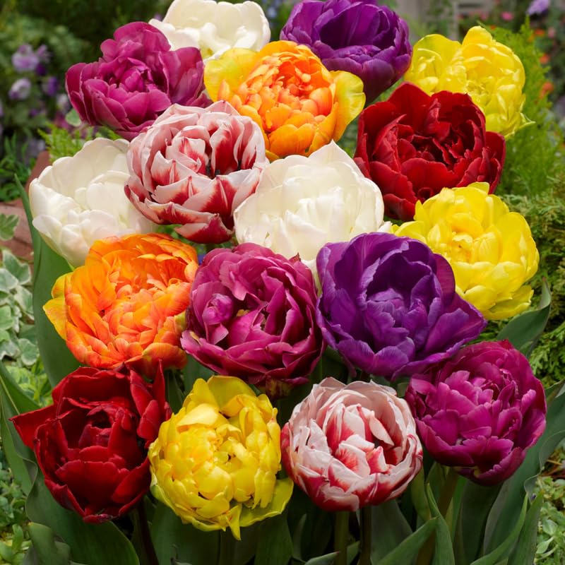 Tulip Bulbs for Planting, 20 Tulip Bulbs Mixed Colors, Ready to Grow Perennial Tulips