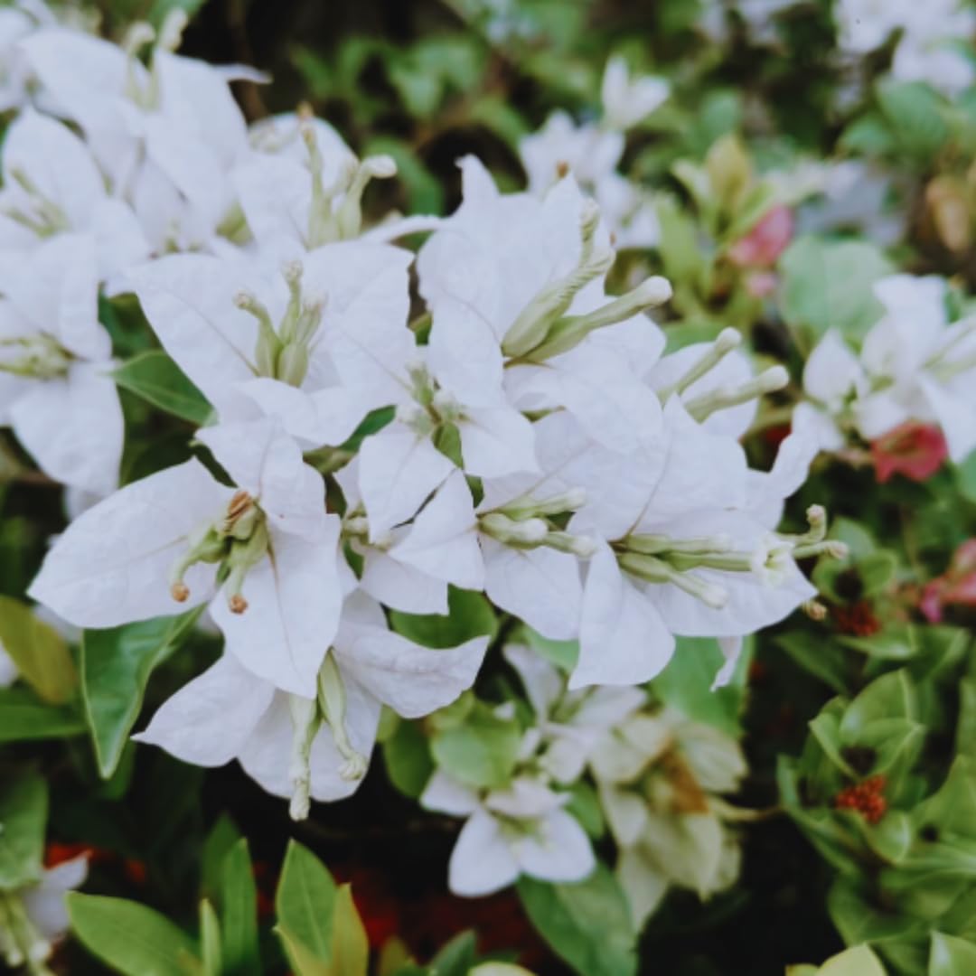 Bougainvillea Plants Live, Bougainvillea Live Plant, 4 to 6 Inc Tall, Flower Vine Plant (White)
