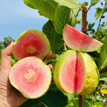 Pink Guava Tree Live Plant, 6-10 Inches Guava Fruit Tree Well Rooted, Tropical Fruit Trees for Containers and Garden Growing