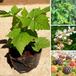 Pack 2 BlackBerry Live Plants, Perennial Blackberries Fruit Tree, Sweet-Pie BlackBerry Bushes 4-8 Inches Ready to Grow Outdoors