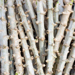 2 Potted Yuca Cassava Plants Live Grown for Cuttings Sweet Manihot Rooted for Planting, 6-10 Inc in Tall, Easy to Roots, Very Fast Growing
