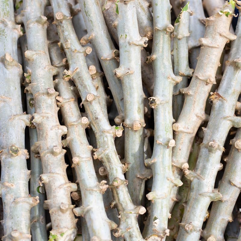 2 Potted Yuca Cassava Plants Live Grown for Cuttings Sweet Manihot Rooted for Planting, 6-10 Inc in Tall, Easy to Roots, Very Fast Growing