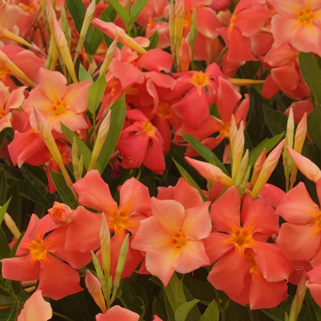 2 Orange Mandevilla Bush Plants, 5 to 7 Inc in Long Mandevilla Live Plant, Mandevilla Plants Live