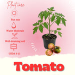 Red Purple Tomato Plant Live, Red Fruit, Tomato Vegetable Plant Live for Outdoors Gardening, 4-6 Inches Tall in 4 Inch Pot