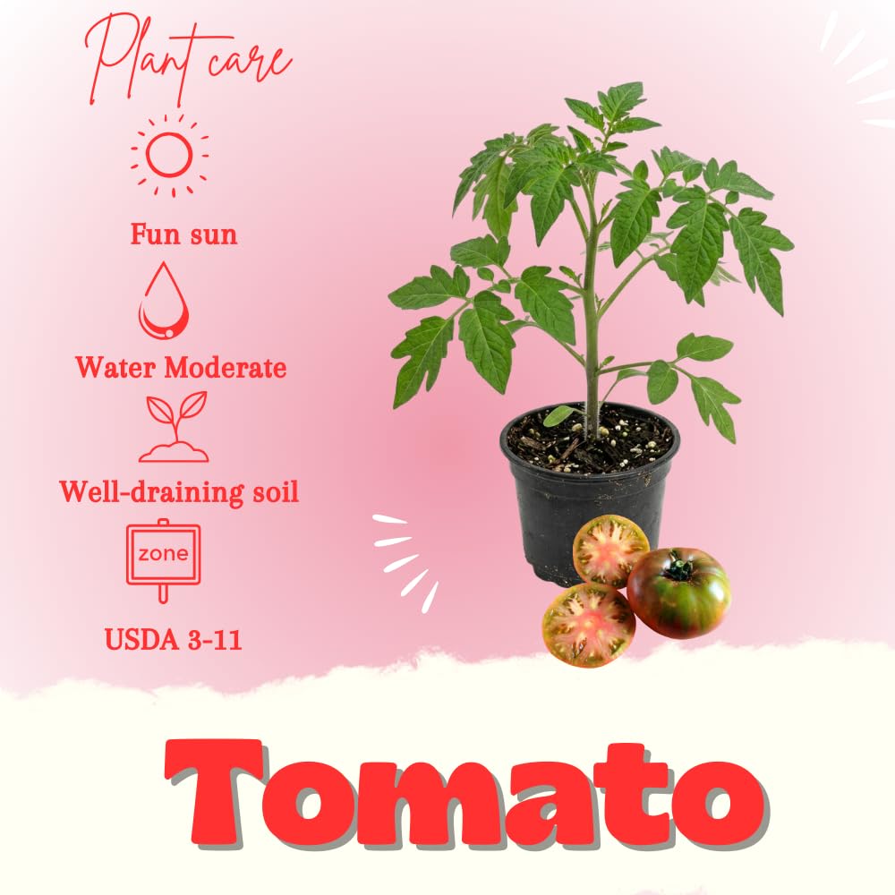Red Purple Tomato Plant Live, Red Fruit, Tomato Vegetable Plant Live for Outdoors Gardening, 4-6 Inches Tall in 4 Inch Pot