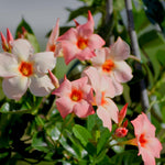 2 Mandevilla Live Plants, Flowering Mandevilla Plants, 5-9” Height, Mandevilla Trellis Vines for Outdoor Garden and Containers (Peach Mandevilla)