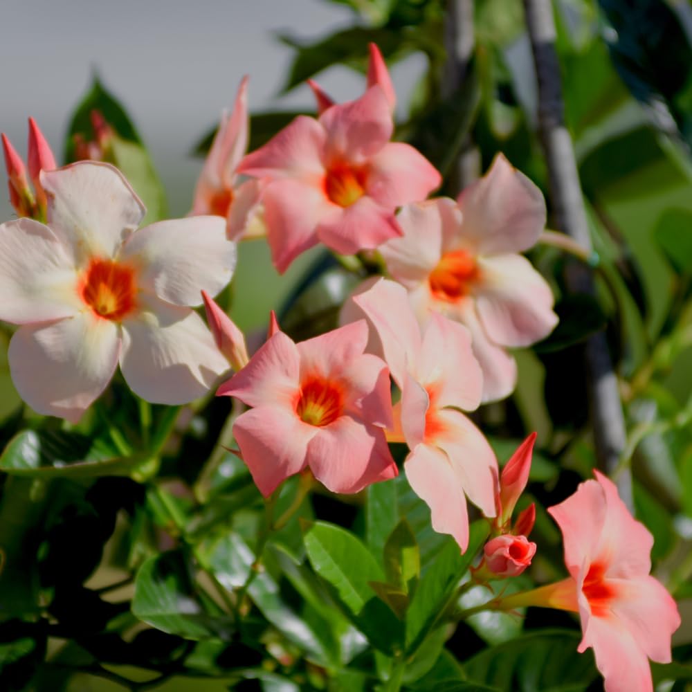 3 Mandevilla Plants Live, 5-10” Tall Flowering Mandevilla Vines for Trellis, Outdoor Patio, Garden Pots, Trailing Mandevilla Seedlings (Peach Mandevilla)