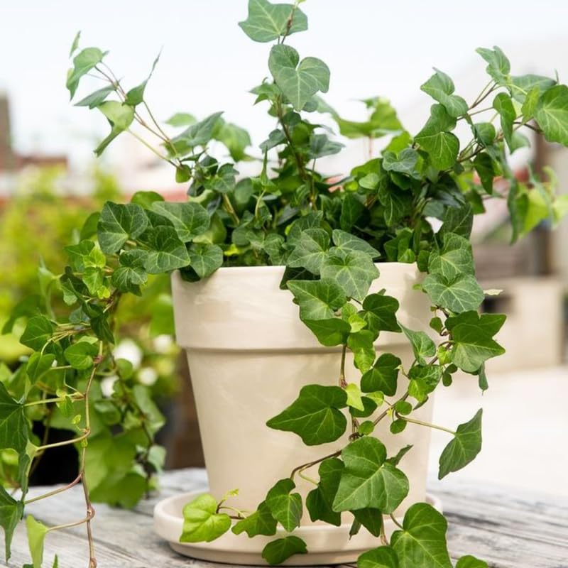 English Ivy Plant, Hardy English Ivy Ground Cover 5-7 Inches Tall