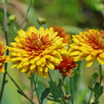 2 Dark Orange Mums Plants Live, Chrysanthemum Plants Live, 5 to 7 Inc Long, Chrysanthemum Mum Live Plant Growing