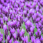 2 Lavender Plants Live Indoors, 4-8" Tall, Lavandula Perennial Flower Plants for Planting Outdoors Home Garden (Spanish Lavender)