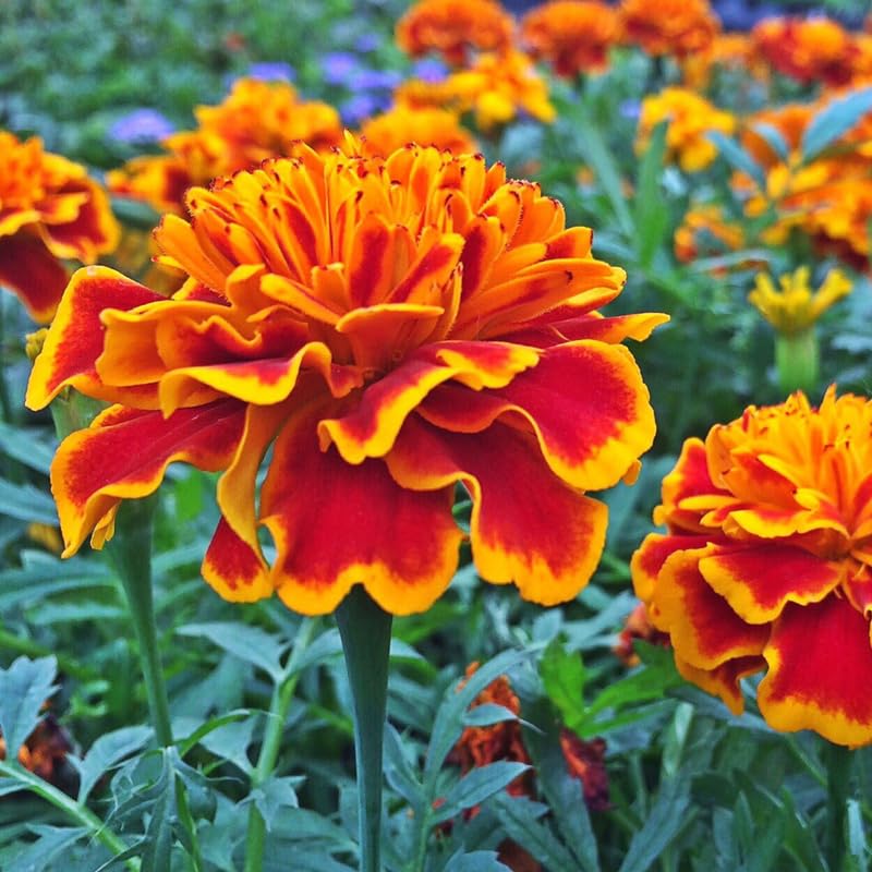 4 Marigold Plants Live, Gold Red Marigold Live Plants, Marigold Plant Pot, 3 to 5 Inc Tall Live Marigold Plants for Garden