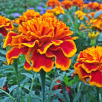 4 Gold Red Marigold Live Plants, Live Marigold Plants from 4 to 6 Inches in Height Marigold Starter Plant for Planting