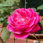 AVERAR Combo 6 Pink Rose Cuttings, 5–8 Inch Long Starter Cuttings for Planting, Rose Bush Flower Plant for Garden Outdoor Growing