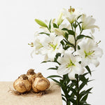 Pack of 3 White Lily Bulbs for Planting, Bright Sunny Blooms, Summer Flowering Perennial Garden Flowers, Lily Bulbs for Containers and Outdoor Garden