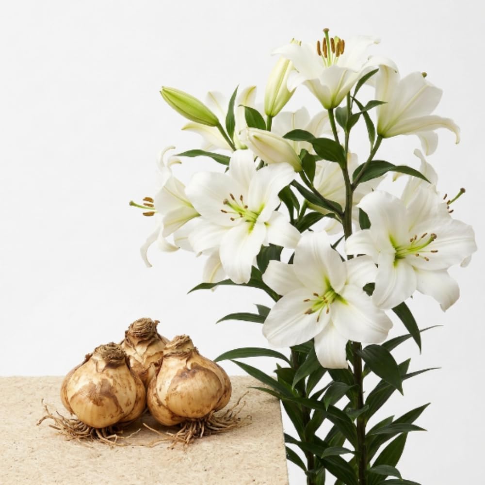 Pack of 3 White Lily Bulbs for Planting, Bright Sunny Blooms, Summer Flowering Perennial Garden Flowers, Lily Bulbs for Containers and Outdoor Garden