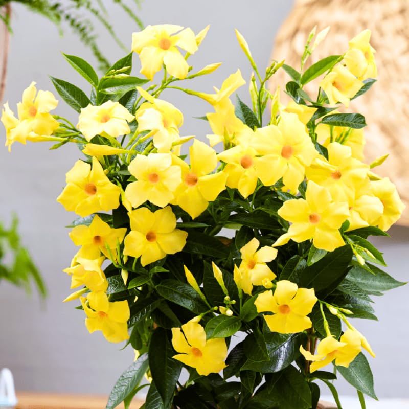 2 Yellow Mandevilla Live Plants, Flowering Mandevilla Plants, 5-9” Tall, Mandevilla Trellis Vines for Outdoor Garden and Containers