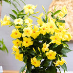 2 Yellow Mandevilla Live Plants, Flowering Mandevilla Plants, 5-9” Tall, Mandevilla Trellis Vines for Outdoor Garden and Containers