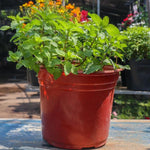 Big Clumps Random Mint Plants Live in Pot, Well-Rooted Herb for Home Gardens, Heirloom Mint Indoor Outdoor, Fresh Mints