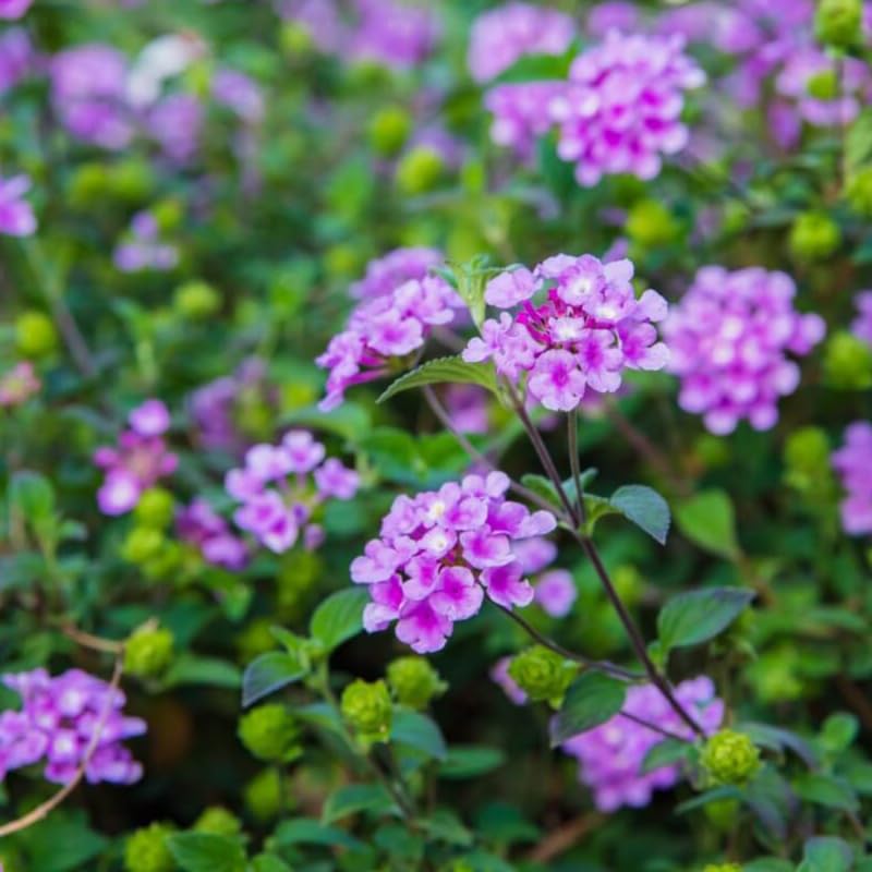 Set 2 Traling Lavender Lantana Plants Live, Perennial Lantana Flowering Plants 4-8 Inches, Bright Flowers Outdoor