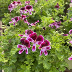 4 Citronella Plants Live, Citronella Geranium Plants, Hardy Perennial Fragrant Herbs, 4-8" Height, Garden or Patio Planting, in Pots