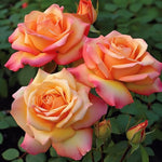 Rose Bush Live Plant, Fragrant Hybrid Tea Rose Flowers Well Rooted Plant, 5-10 Inc Tall for Planting Indoor Outdoor (Sunset Rose)