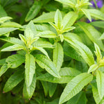 Set 2 of Lemon Verbena Plant Live, Fragrant Herb Shrub for Outdoor Gardening, Full Rooted from 2 to 5 Inches Tall
