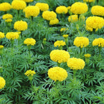 Marigold Plants, 2 Yellow Marigold Live Plants, from 4 to 8 Inches in Height, Flower Plant Gardening